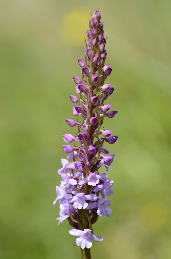 Orchidee Passo Pian delle Fugazze da confermare